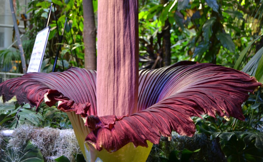 California Academy of Science's corpse flower — Mirage — finally